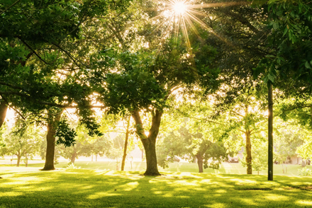 grass and tress